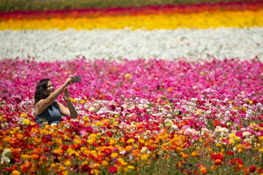 Indahnya hamparan bunga Ranunculus di California