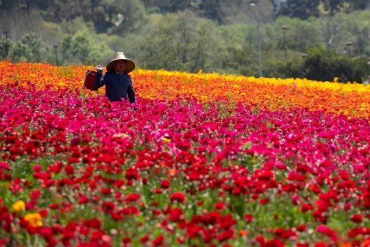 Indahnya hamparan bunga Ranunculus di California