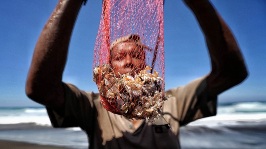 Kisah pencari undur-undur laut di pesisir Kebumen