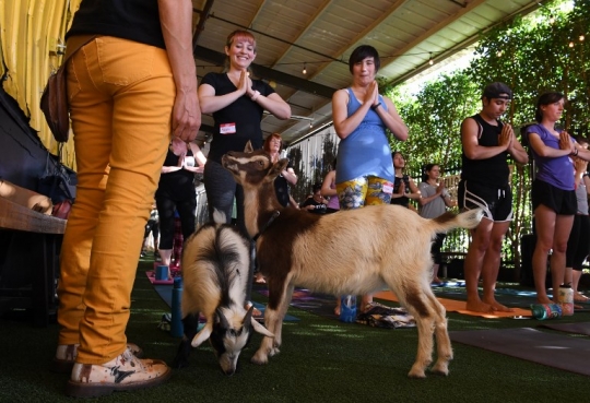 Saat yoga bersama kambing jadi tren di Amerika