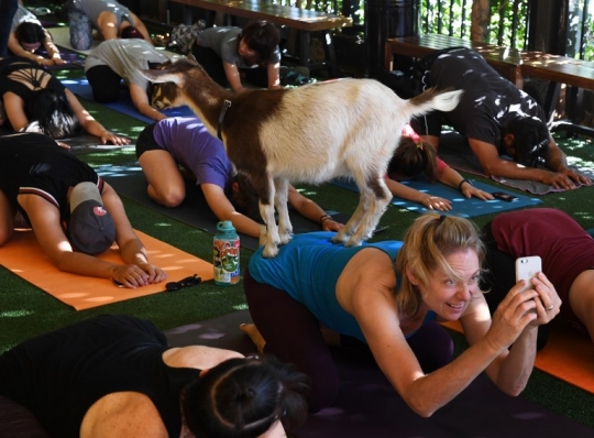 Saat yoga bersama kambing jadi tren di Amerika