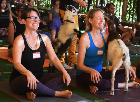 Saat yoga bersama kambing jadi tren di Amerika