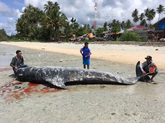 Bangkai paus pilot yang terdampar di pantai Barau ditenggelamkan dengan pemberat