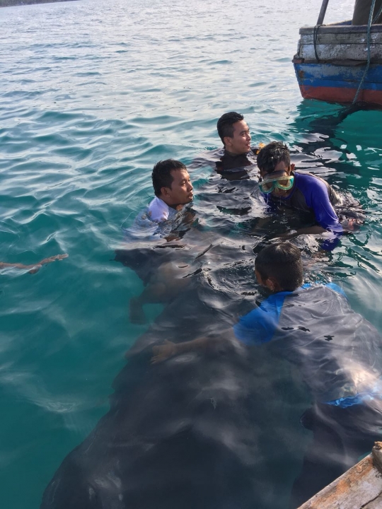 Bangkai paus pilot yang terdampar di pantai Barau ditenggelamkan dengan pemberat