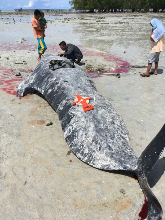 Bangkai paus pilot yang terdampar di pantai Barau ditenggelamkan dengan pemberat