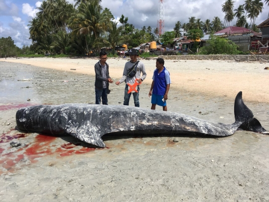 Bangkai paus pilot yang terdampar di pantai Barau ditenggelamkan dengan pemberat