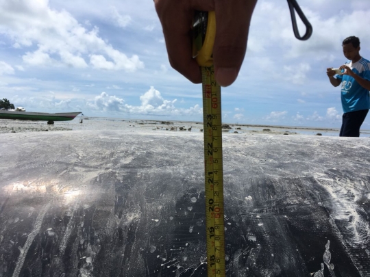 Bangkai paus pilot yang terdampar di pantai Barau ditenggelamkan dengan pemberat