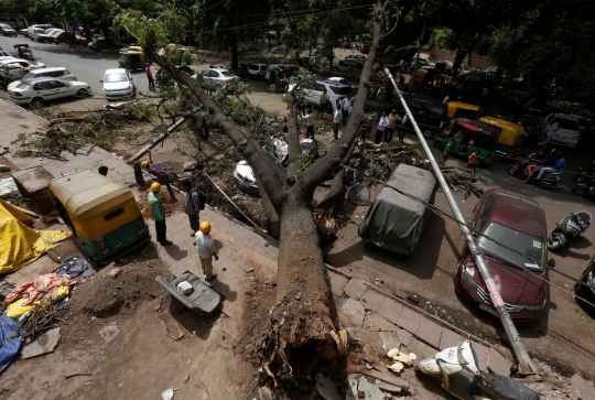 Terjangan badai debu tumbangkan pohon besar hingga tiang listrik di India