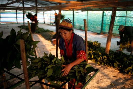 Hidup baru petani opium Myanmar