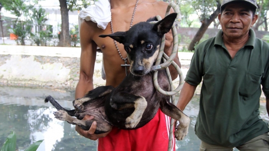 Penyelamatan anjing yang 3 hari terjebak di gorong-gorong Kali Gresik