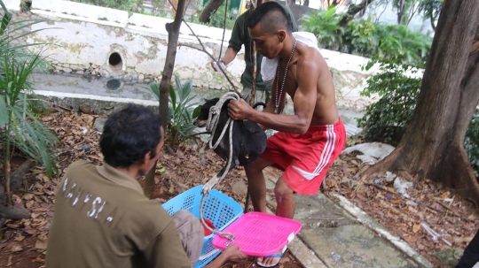 Penyelamatan anjing yang 3 hari terjebak di gorong-gorong Kali Gresik
