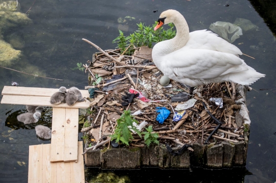Kehidupan angsa di Denmark berkembangbiak di atas sarang dari sampah