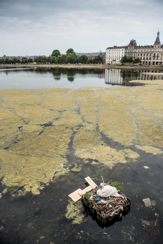 Kehidupan angsa di Denmark berkembangbiak di atas sarang dari sampah