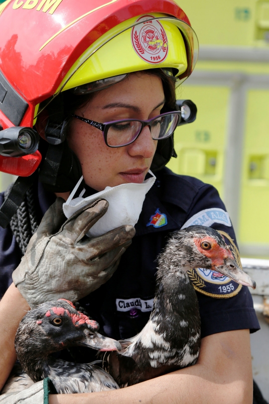 Aksi petugas damkar selamatkan hewan dari letusan Gunung Fuego