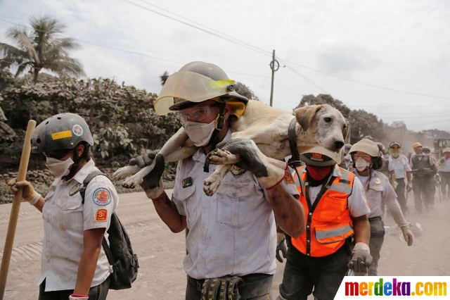 Foto Aksi Petugas Damkar Selamatkan Hewan Dari Letusan Gunung