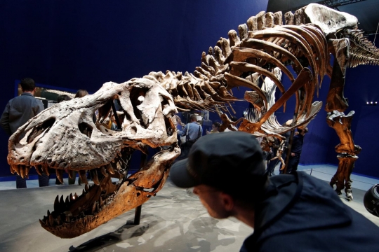 Museum di Prancis pamerkan tulang belulang Tyrannosaurus Rex berusia 67 juta tahun