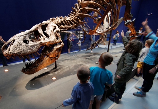 Museum di Prancis pamerkan tulang belulang Tyrannosaurus Rex berusia 67 juta tahun