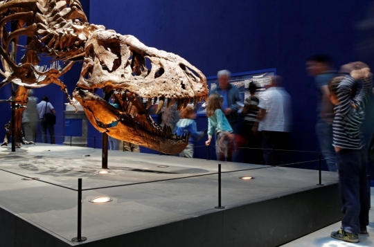 Museum di Prancis pamerkan tulang belulang Tyrannosaurus Rex berusia 67 juta tahun