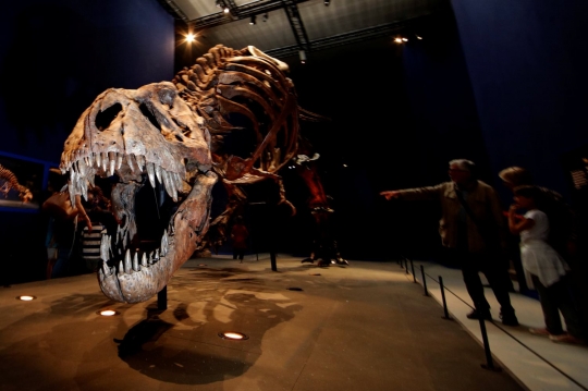 Museum di Prancis pamerkan tulang belulang Tyrannosaurus Rex berusia 67 juta tahun