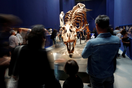 Museum di Prancis pamerkan tulang belulang Tyrannosaurus Rex berusia 67 juta tahun