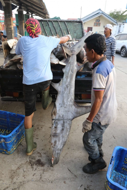 Miris, populasi ikan hiu di Indonesia turun 28 persen
