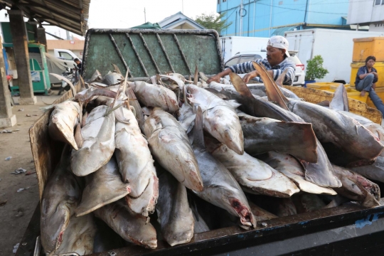 Miris, populasi ikan hiu di Indonesia turun 28 persen