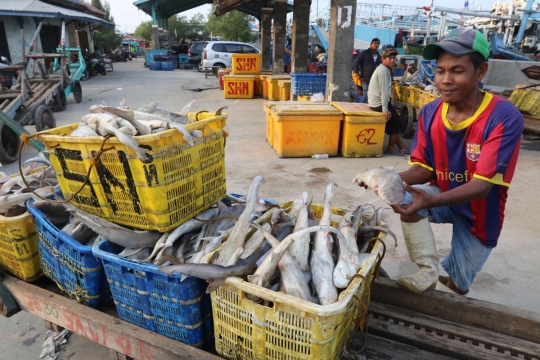 Miris, populasi ikan hiu di Indonesia turun 28 persen