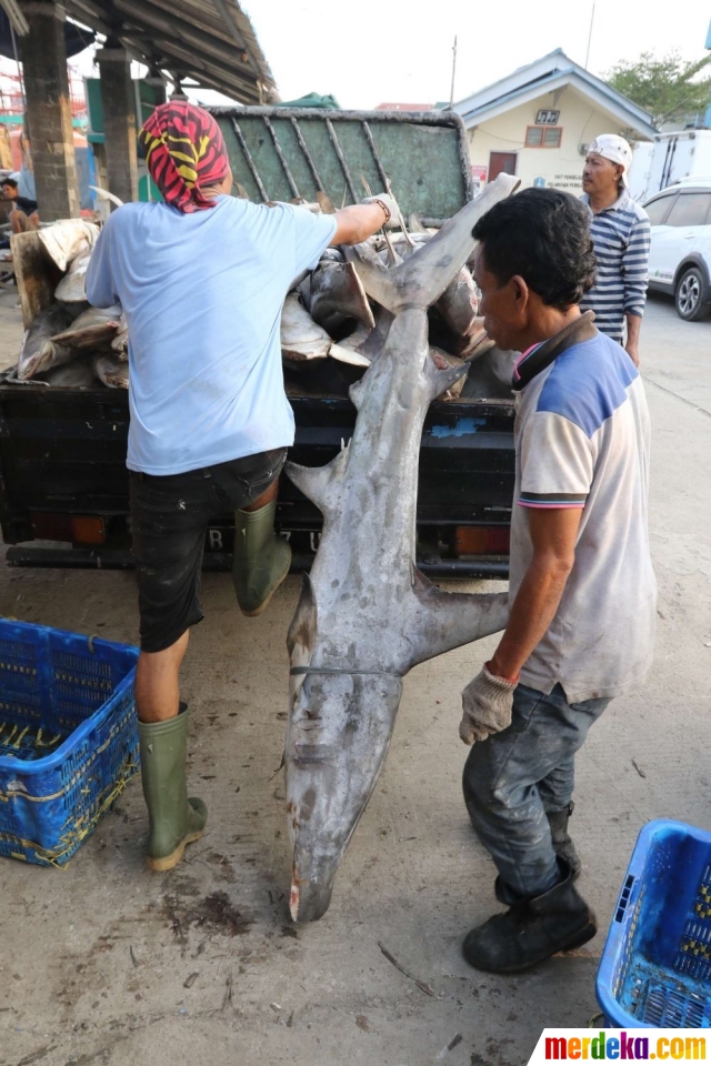 Foto : Miris, populasi ikan hiu di Indonesia turun 28 