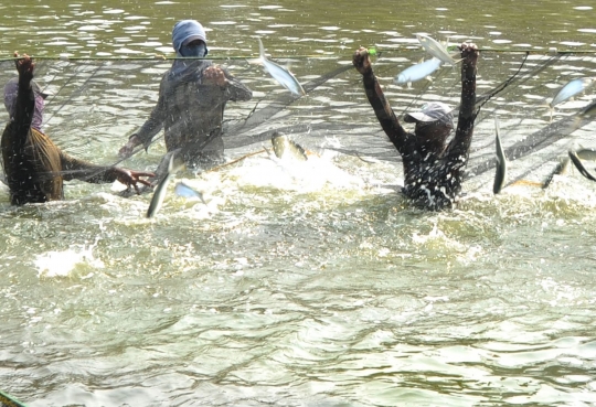 Memanen ikan bandeng untuk Lebaran