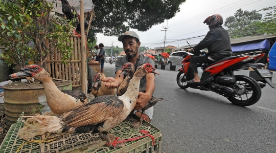 H-3 Lebaran, penjual ayam mulai ramai di pinggir jalan