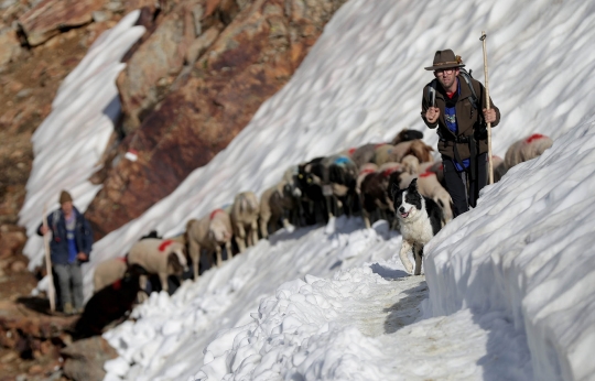 Ribuan domba bermigrasi lewati Pegunungan Alpen