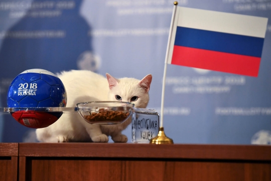 Aksi si kucing tuli ramal pemenang Rusia vs Arab Saudi