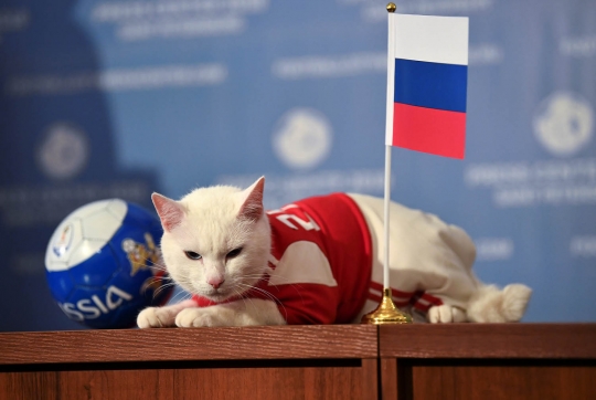 Aksi si kucing tuli ramal pemenang Rusia vs Arab Saudi