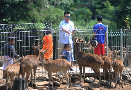 Melihat penangkaran rusa di Kota Bogor