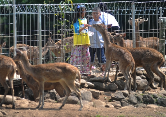 Melihat penangkaran rusa di Kota Bogor