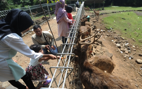 Melihat penangkaran rusa di Kota Bogor