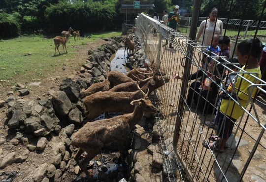 Melihat penangkaran rusa di Kota Bogor