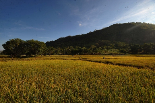 Menikmati berbagai keindahan Geopark Ciletuh, dari teluk hingga air terjun