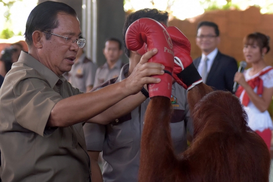 Atraksi tinju orang utan ramaikan pembukaan kebun binatang di Phnom Penh