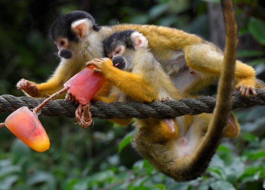 Kelucuan monyet tupai santap es di tengah cuaca panas