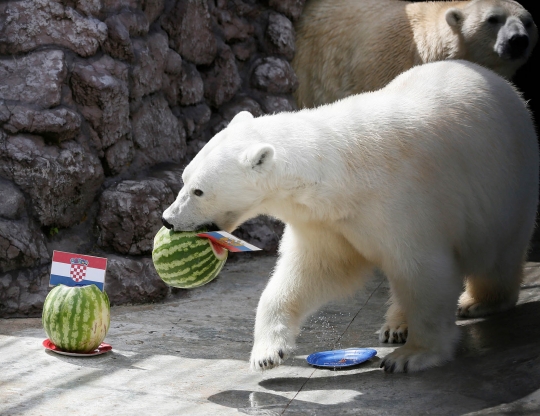 Beruang kutub Aurora prediksi pemenang laga Rusia vs Kroasia