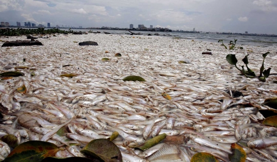 Perubahan cuaca ekstrem sebabkan ribuan ikan mati di Vietnam