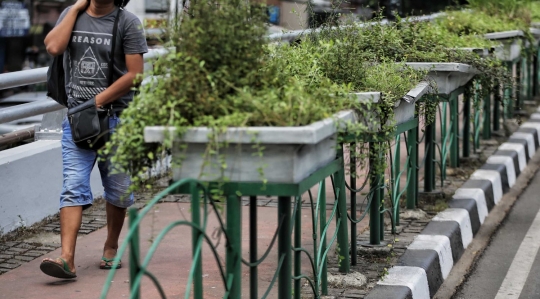 Kurangnya perawatan, pot tanaman hias di trotoar Sudirman memprihatinkan