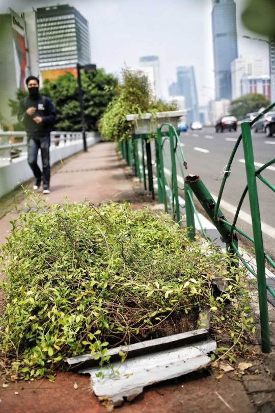 Kurangnya perawatan, pot tanaman hias di trotoar Sudirman memprihatinkan