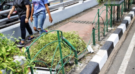 Kurangnya perawatan, pot tanaman hias di trotoar Sudirman memprihatinkan