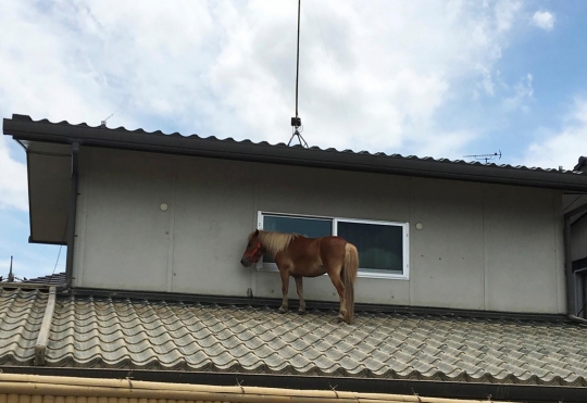 Kasihan, kuda poni ini terjebak di atap rumah