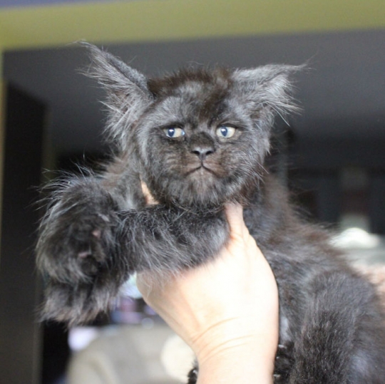Ini Valkyrie, kucing yang viral di Instagram karena berwajah manusia