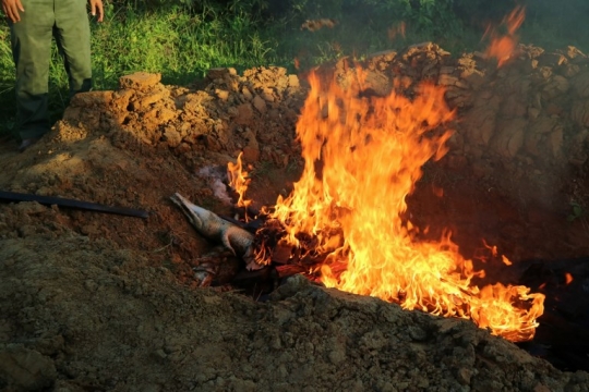 Kesadisan warga Sorong saat membantai ratusan buaya