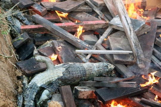 Kesadisan warga Sorong saat membantai ratusan buaya