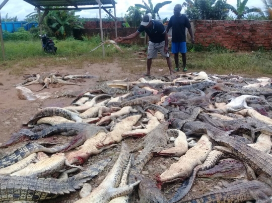 Kesadisan warga Sorong saat membantai ratusan buaya